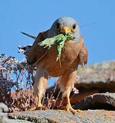 Lesser Kestrel