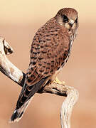 Lesser Kestrel