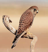 Lesser Kestrel