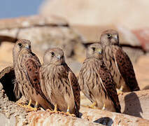 Lesser Kestrel