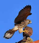 Lesser Kestrel