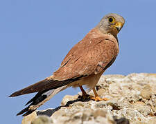 Lesser Kestrel