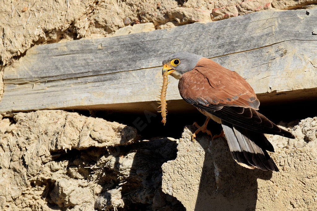 Lesser Kestrel male adult