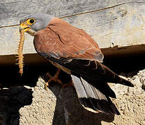 Lesser Kestrel