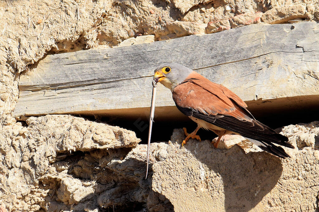 Lesser Kestrel male adult