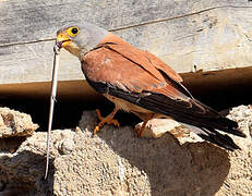 Lesser Kestrel