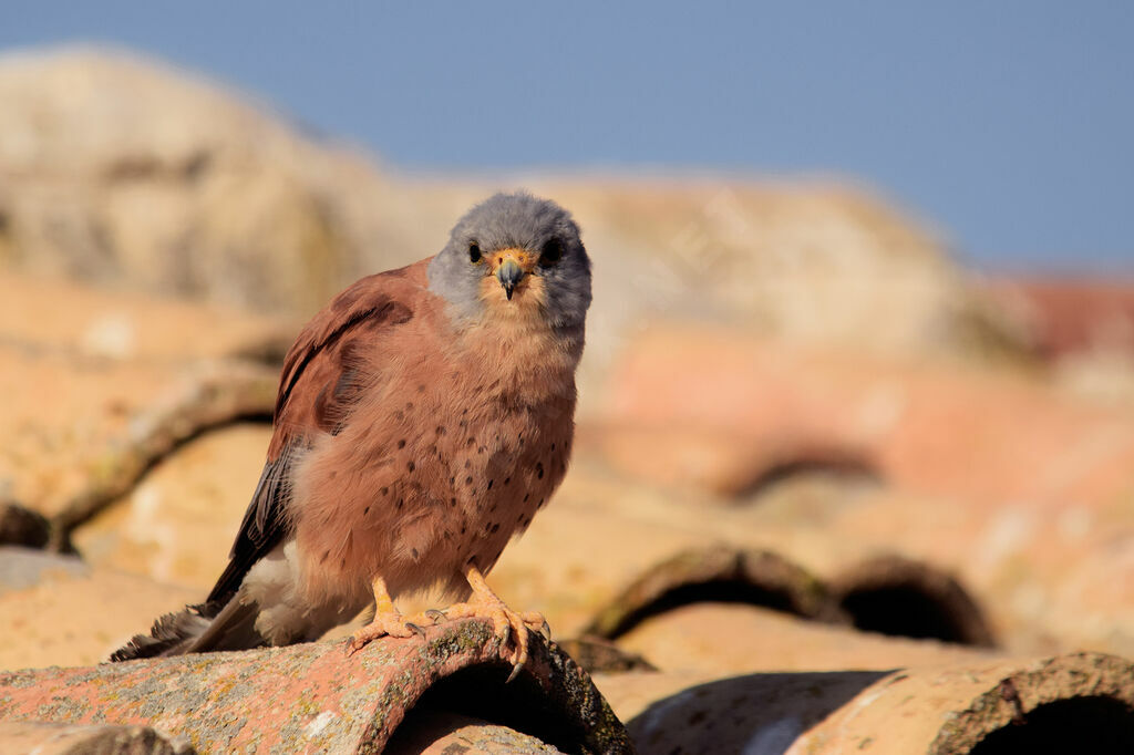 Lesser Kestrel male adult