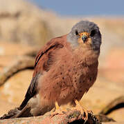 Lesser Kestrel