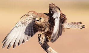 Lesser Kestrel