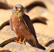 Lesser Kestrel