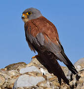 Lesser Kestrel