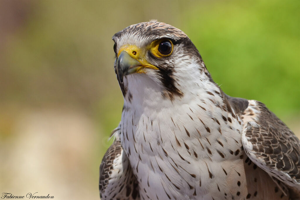 Lanner Falconadult