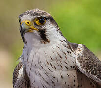 Lanner Falcon