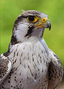 Lanner Falcon