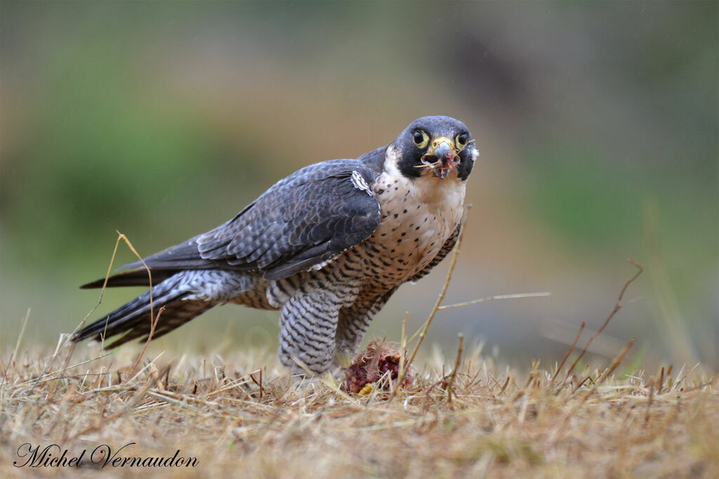 Peregrine Falconadult