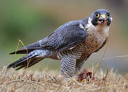 Peregrine Falcon