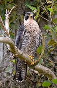 Peregrine Falcon