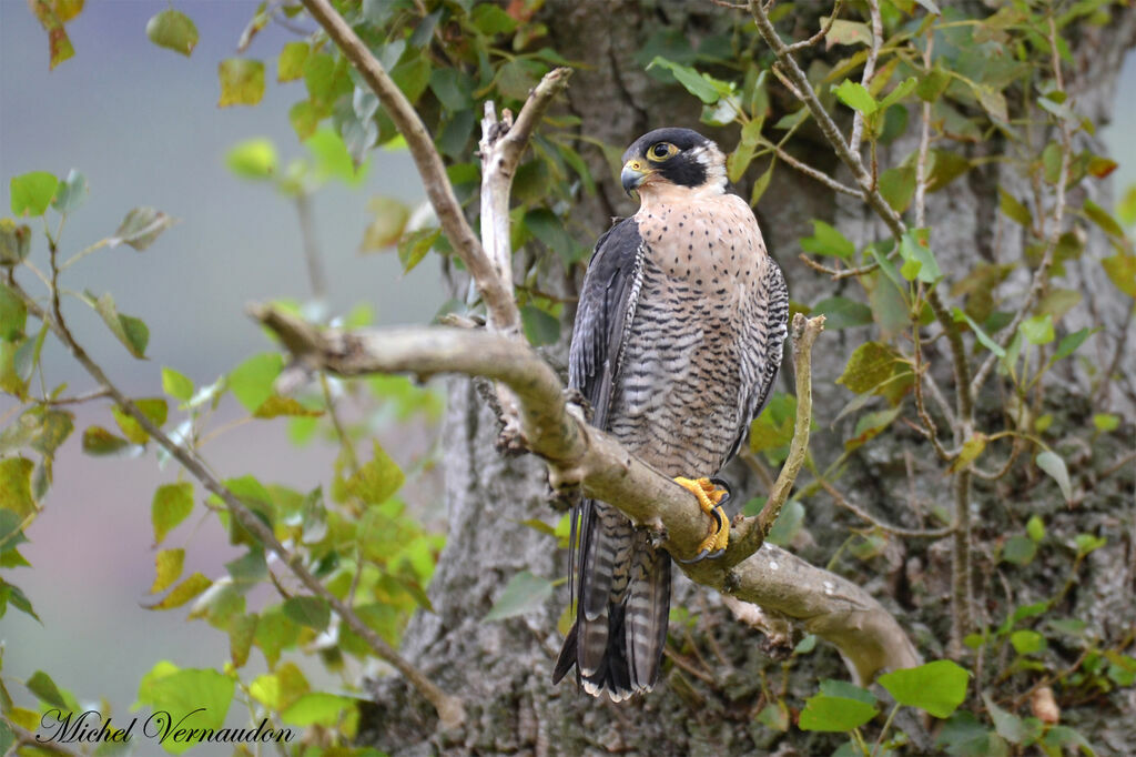 Peregrine Falconadult