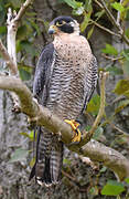 Peregrine Falcon