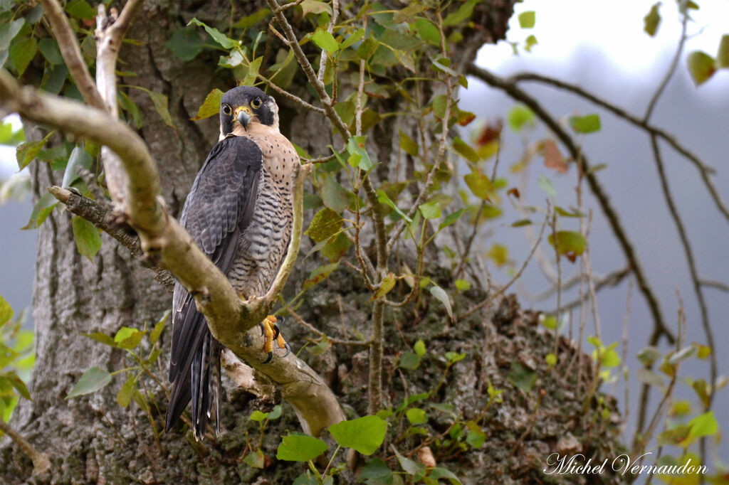 Peregrine Falconadult