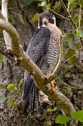 Peregrine Falcon