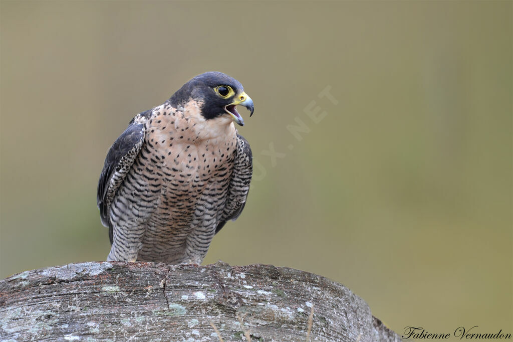 Peregrine Falconadult