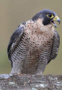 Peregrine Falcon