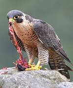 Peregrine Falcon