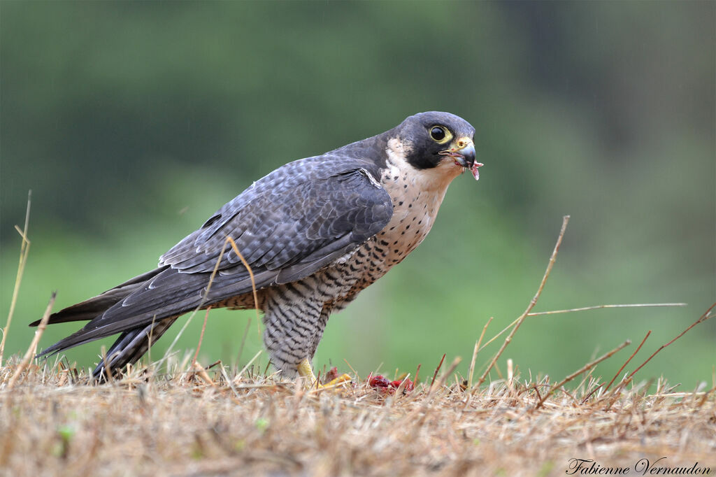 Peregrine Falconadult, feeding habits