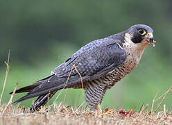 Peregrine Falcon