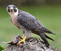 Peregrine Falcon