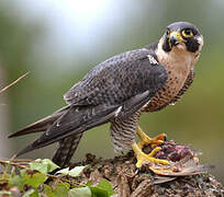 Peregrine Falcon