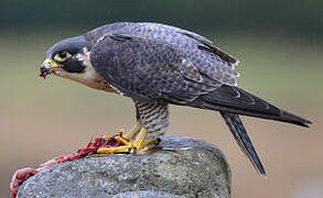 Peregrine Falcon