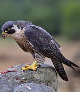 Peregrine Falcon