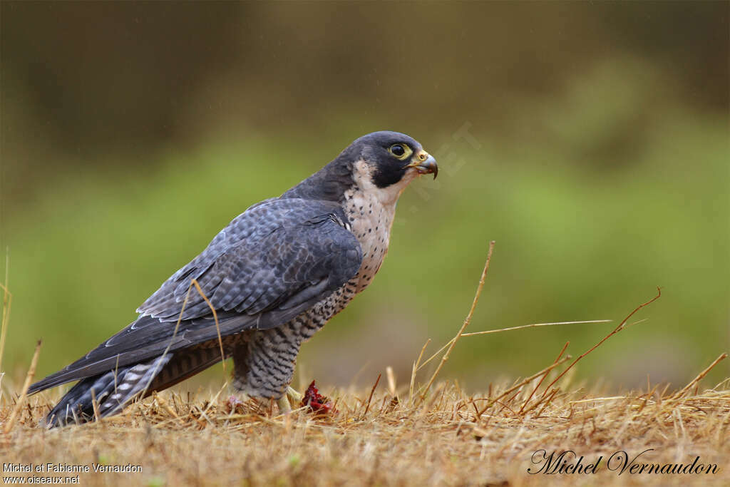 Peregrine Falcon male adult breeding, identification