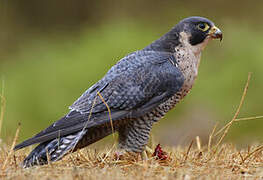 Peregrine Falcon