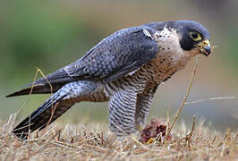 Peregrine Falcon