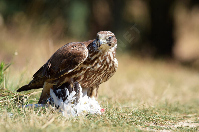 Saker Falcon female adult