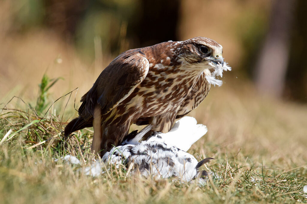 Saker Falcon female adult