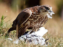 Saker Falcon