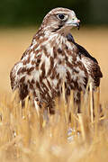 Saker Falcon