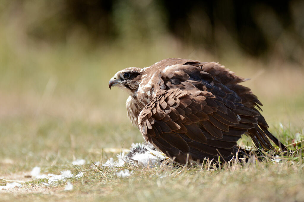 Saker Falcon female adult