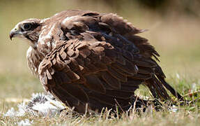 Saker Falcon