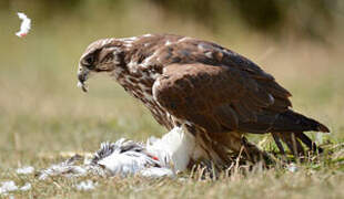 Saker Falcon