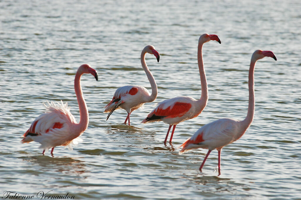 Flamant rose