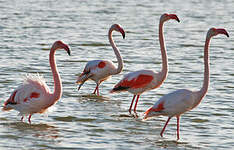 Flamant rose