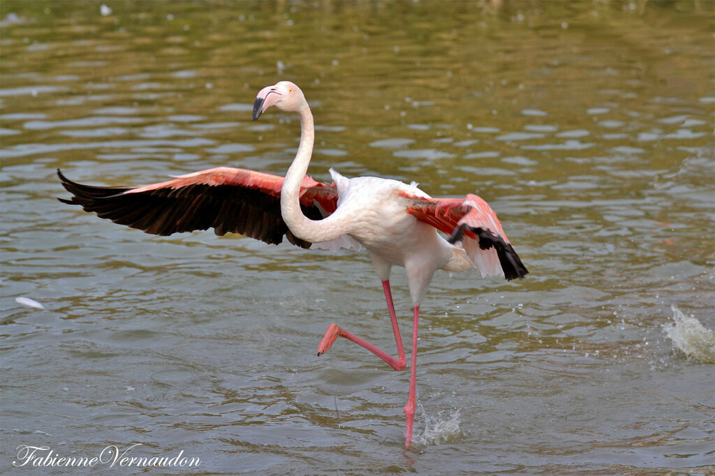 Greater Flamingo, Flight