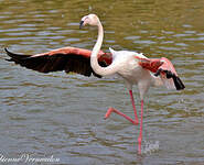 Flamant rose