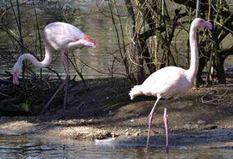 Flamant rose