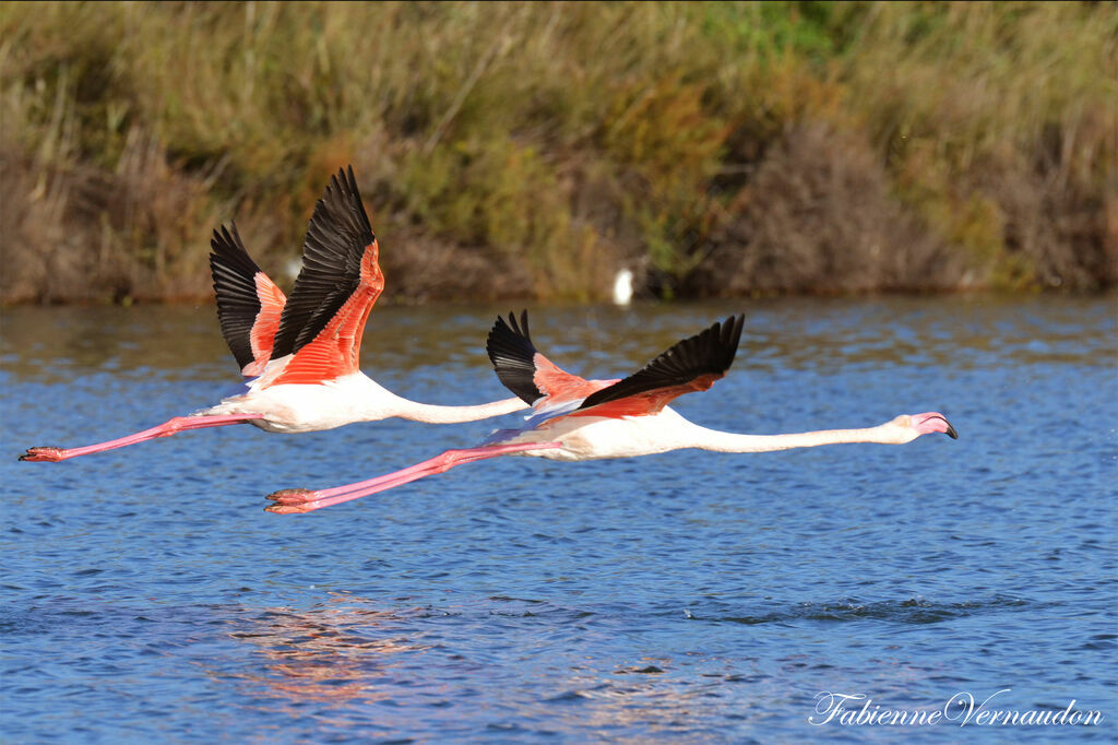 Flamant rose, Vol